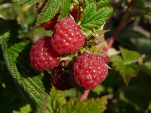 Framboisier ® 'Autumn First'. Le pot de 5 litres
