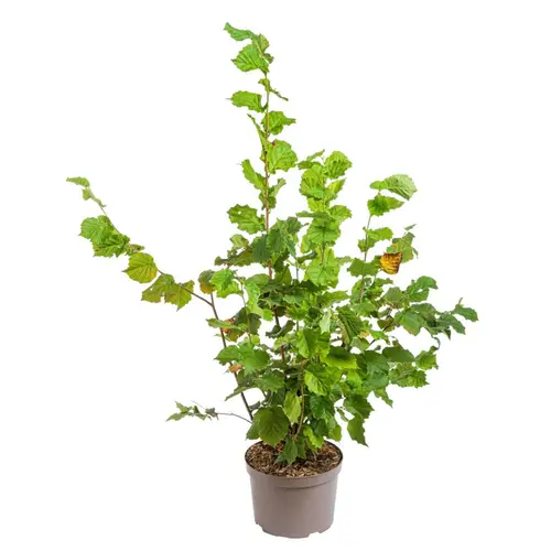 Noisetier Red Majestic (Corylus Avellana) 40/60. Le pot de 5 litres
