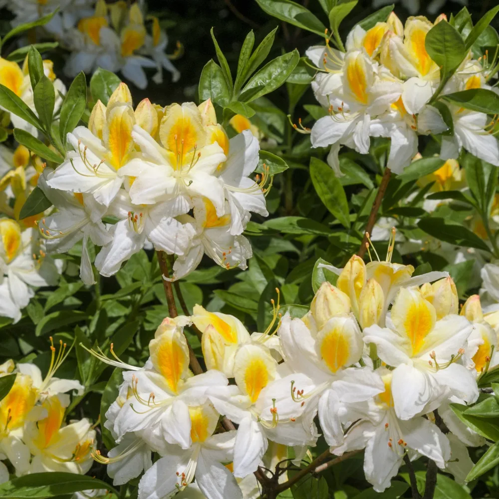 Azalée de Chine blanche Rhododendron (Azalea) mollis Persil