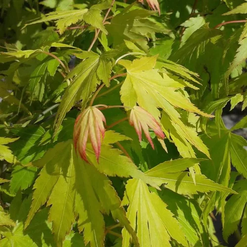 Érable du Japon greffé Ueno Yama vert. Le pot de 3 litres