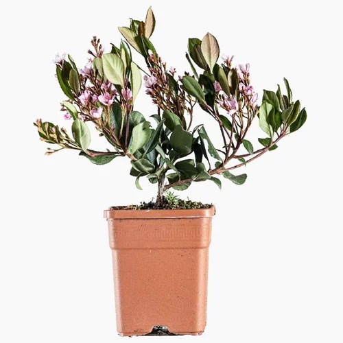 Rhaphiolepis Indica Springtime en pot de 5 L rose