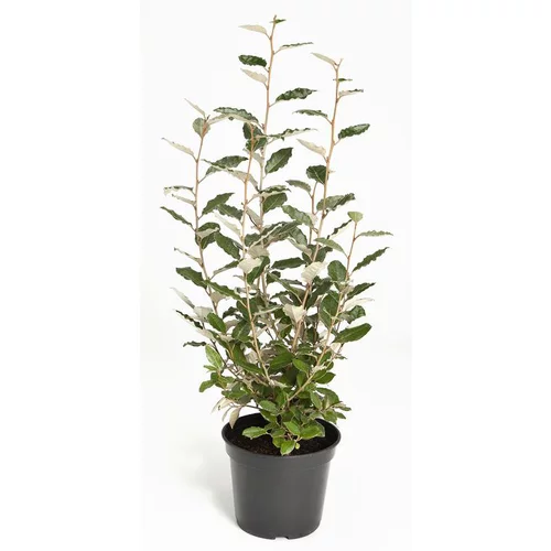 Olivier de Bohême (ELAEAGNUS EBBINGEI COMPACTA) Le pot de 5 litres