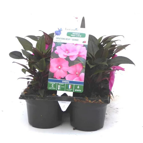 Impatiens de Nouvelle Guinée rose violet - Le pack de 6 plants