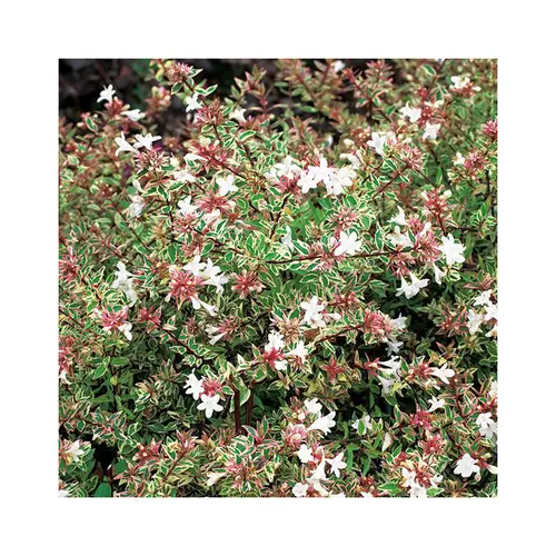 Abelia Grandiflora sparkling silver en pot de 3 litres