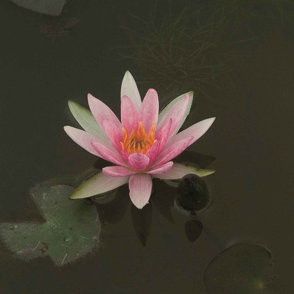 Nénuphar nain Rubra Nymphaea pygmaea rubra