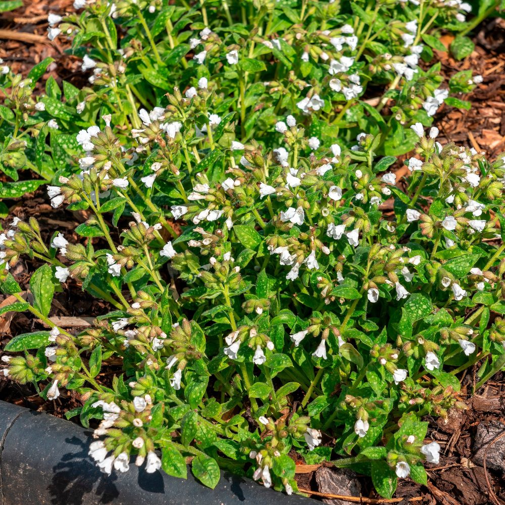 Pulmonaire officinale Sissinghurst White Pulmonaria officinalis sissinghurst white