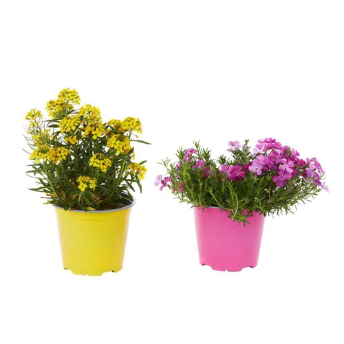 Plantes vivaces variées - Le pot de 1 litre