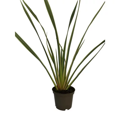 Phormium Tenax Variegata (Lin de Nouvelle Zélande panaché) en pot de 4 L jaune