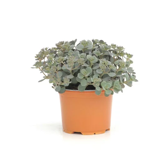 Sedum Rocky - Le pot diam 12 cm
