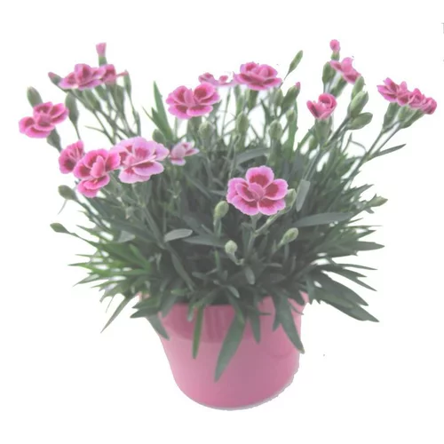 Dianthus Pink Kisses - Le pot de 9 cm