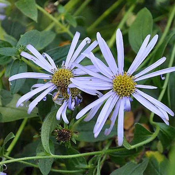 6 x Aster de Frikartii 'Mönch' – Aster frikartii 'Moench', godet 9cm x 9cm