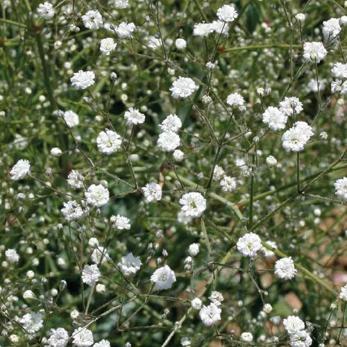 Gypsophile Haut blanc - Le pot de 9 x 9 cm