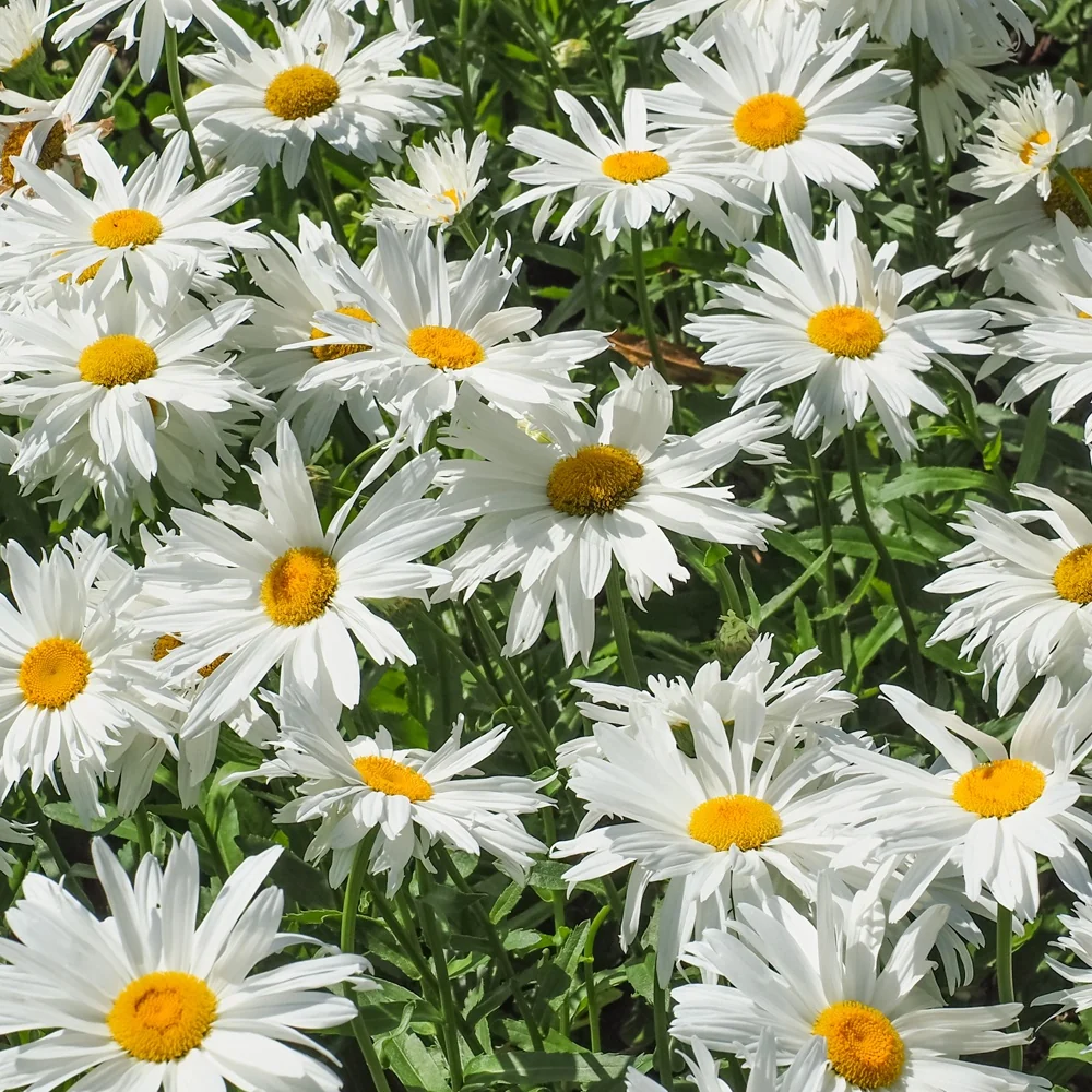 Leucanthème Sweet Daisy Rebecca Leucanthemum sweet daisy 'rebecca'