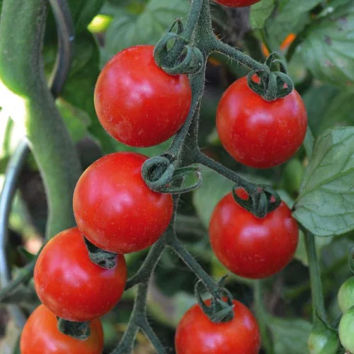 Tomate Cerise Miel Du Mexique Bio. La barquette de 3 plants