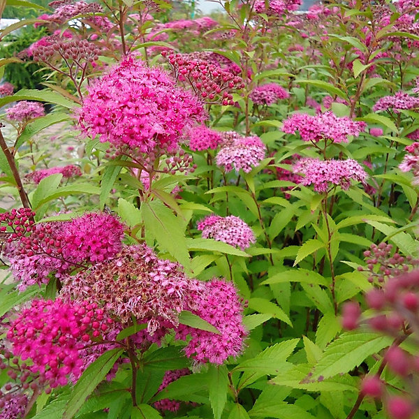 2 x Spirée Japonaise 'Antony Waterer' – Spiraea japonica 'Anthony Waterer', 40-50 cm pot