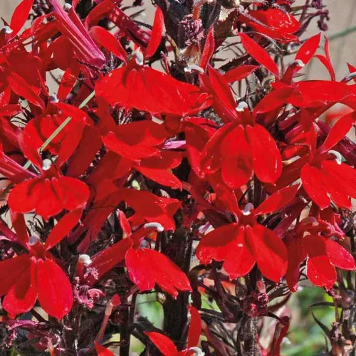 Lobelia Cardinalis - Le pot de 9 x 9 cm