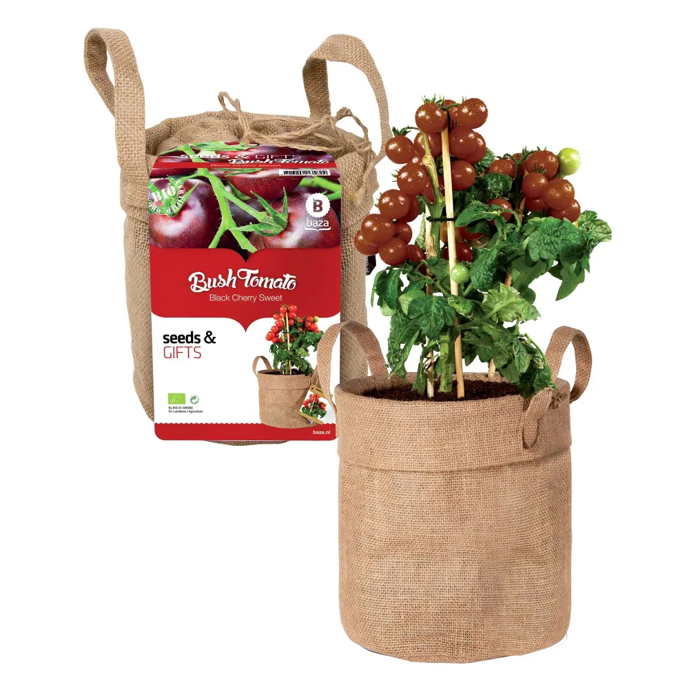 Kit Tomate cerise noire avec sac déco et terreau Solanum lycopersicum