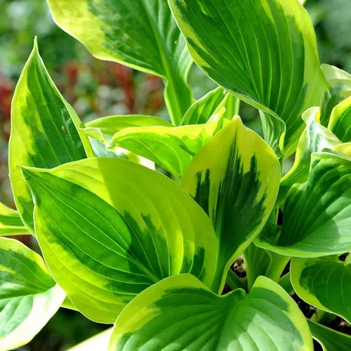 Hosta queen josephine verte en pot de 2 L