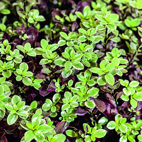 Pittosporum tenuifolium Bannow Bay botanic®. Le pot de 3 litres