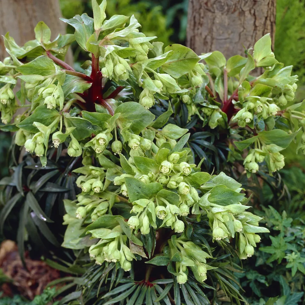 Hellébore fétide Wester Flisk Helleborus foetidus Wester Flisk