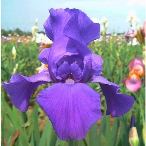 Iris des Jardins 'Deep Space' - Le pot de 1 litre
