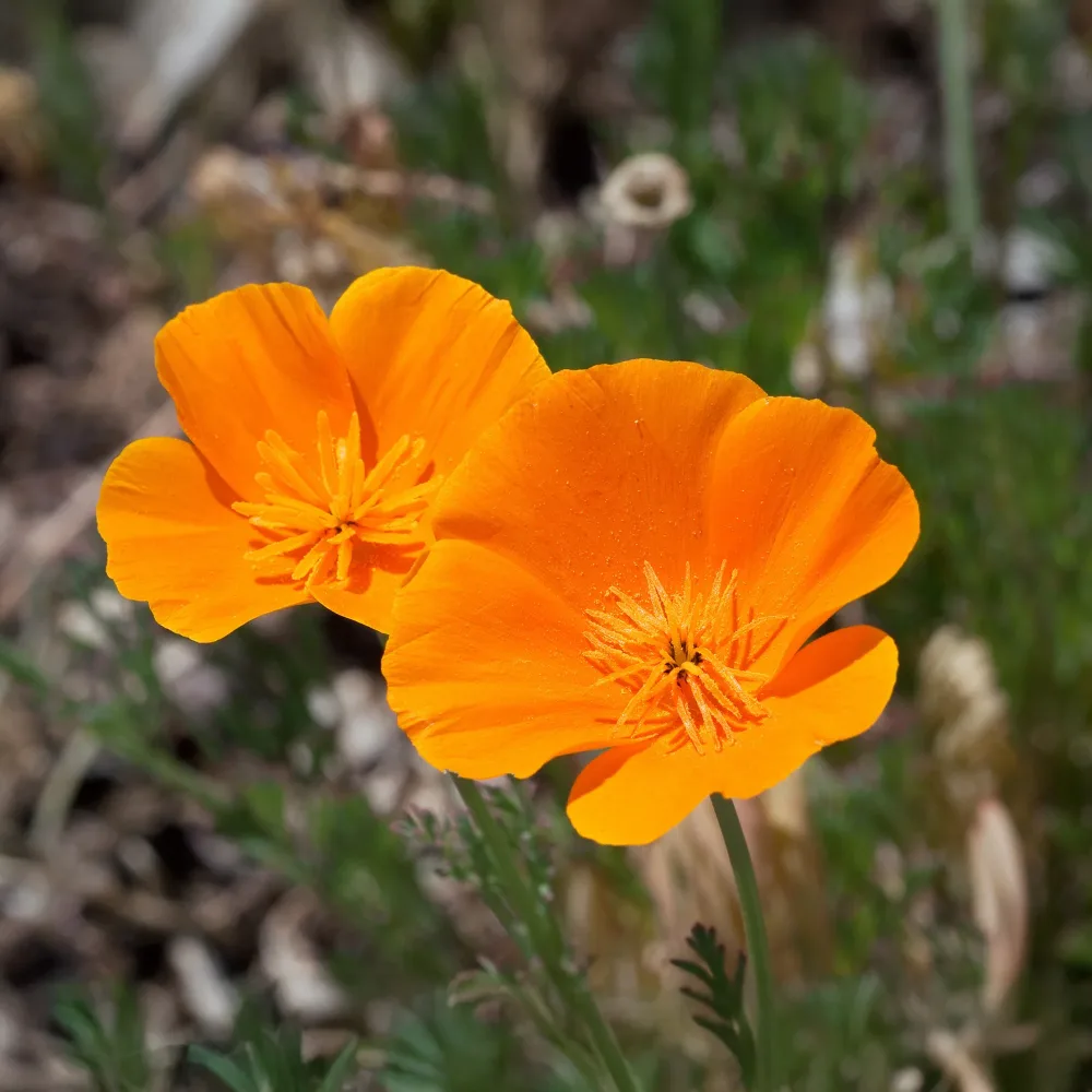 Pavot de californie 'Aurantiaca' Eschscholzia californica 'Aurantiaca'