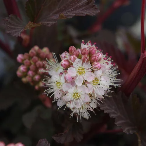 Physocarpe Lady in Red (Physocarpus Opulifolius). Le pot de 5 litres