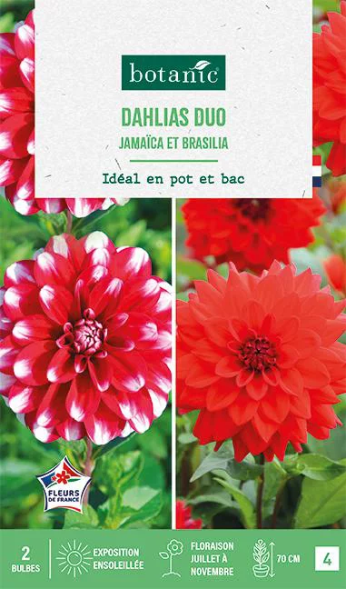 Bulbes de fleurs duo de Dahlias décoratifs nains simples Jamaïca / Brasilia botanic® - 2 bulbes