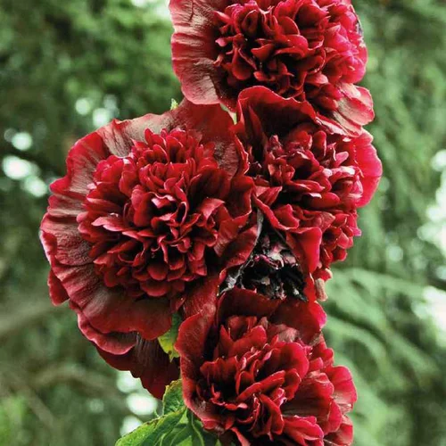 Rose Trémière rouge - Le pot de 9 x 9 cm