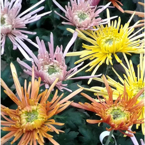 Chrysanthème Spider ou Chrysanthème Tokyo à fleurs multicolores - La coupe Ø 23 cm