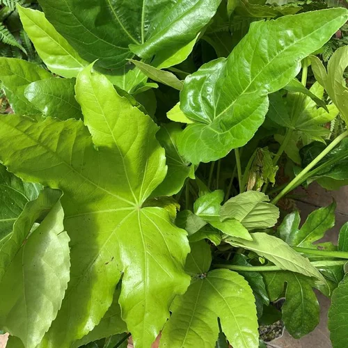 Fatsia Japonica. Le pot de 10 litres