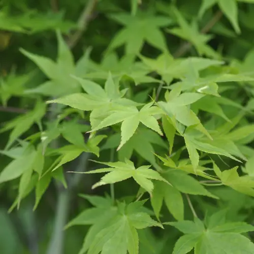 Erable du Japon (ACER PALMATUM AUREUM ) Le pot de 7 litres