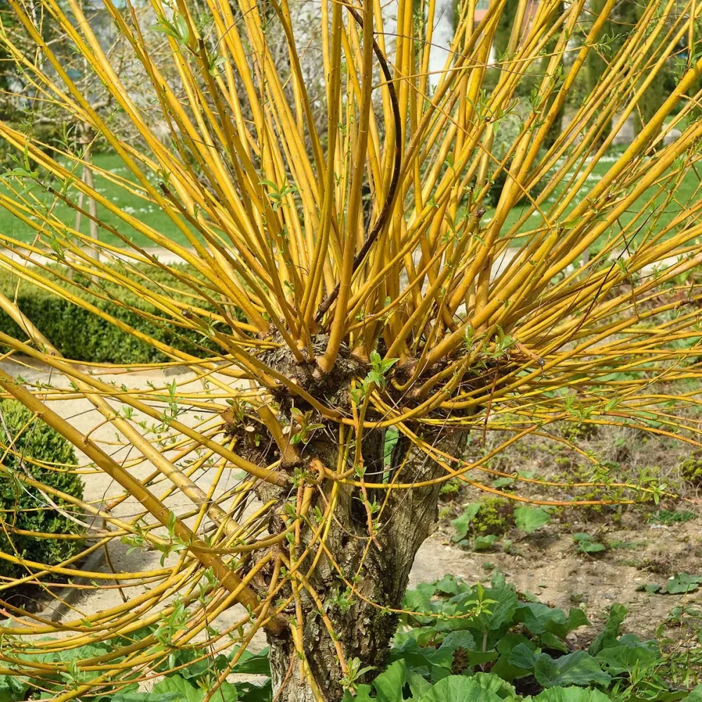 Saule des vanniers Salix viminalis