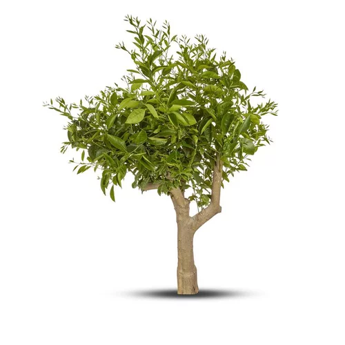 Citronnier. Le pot de 65 litres