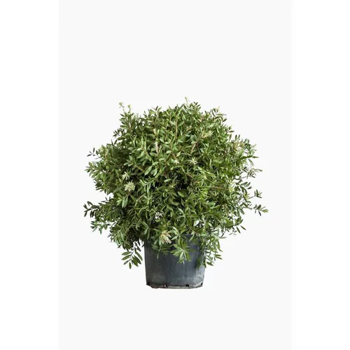 Rince bouteille (Callistemon Citrinus Splendens) 80/90. Le pot de 30 litres