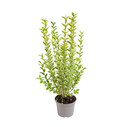 Troène de Californie doré Aureum jaune. Le pot de 7 litres