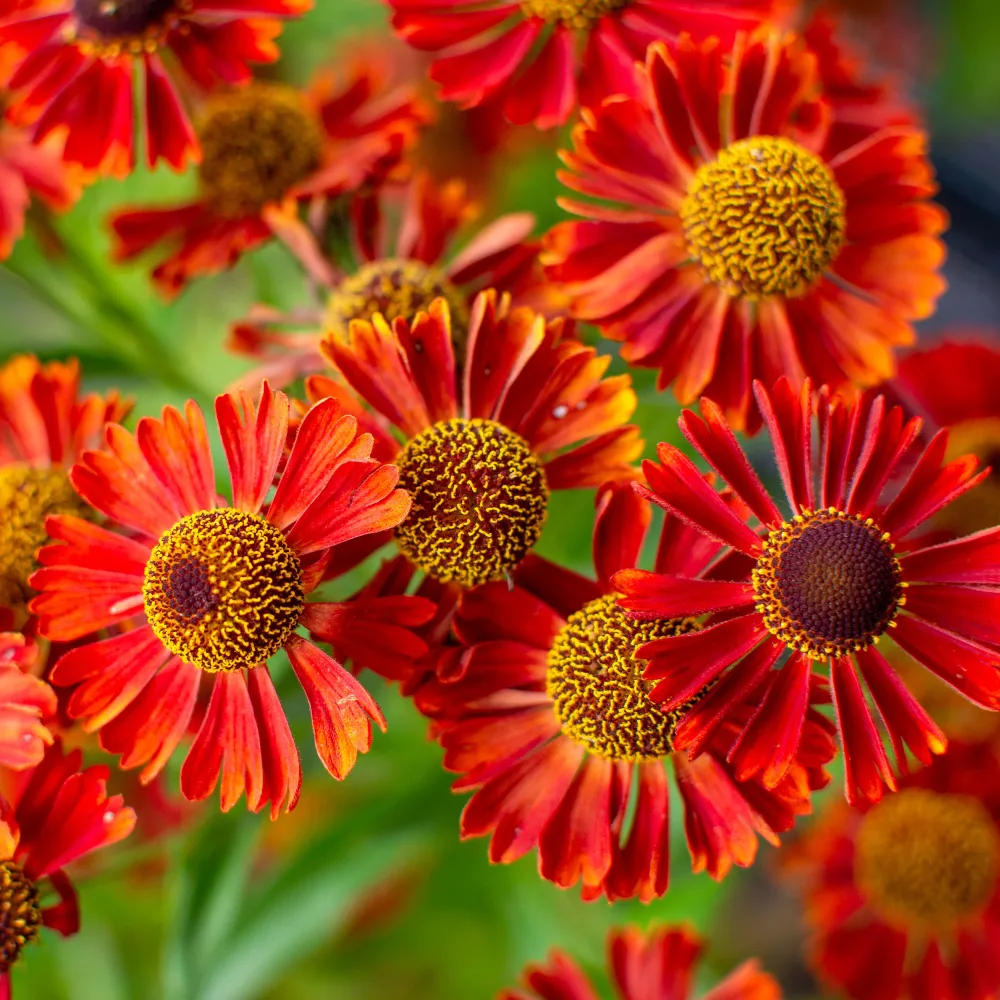 Hélénie Rubinzwerg Helenium rubinzwerg