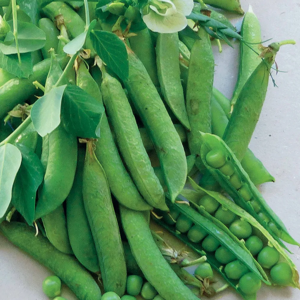 Pois rond nain Proval Pisum sativum proval