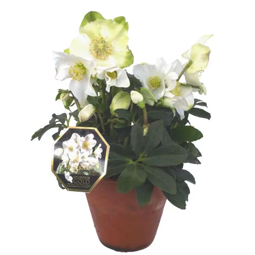 Hellébore Niger ou Rose de Noël - Le pot de 30 cm