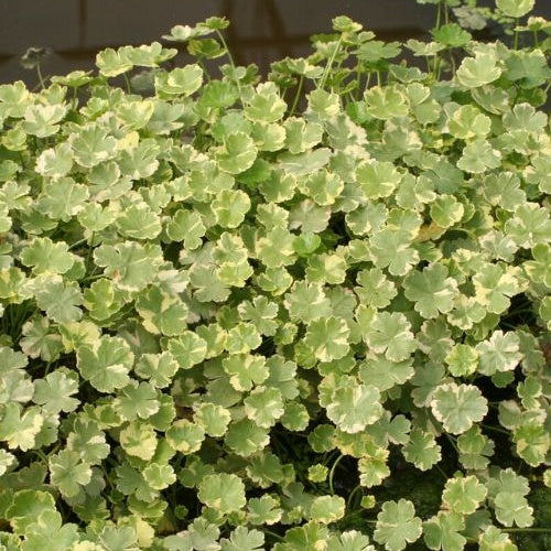 Écuelle d'eau panachée Hydrocotyle sibthorpioides 'Variegata'