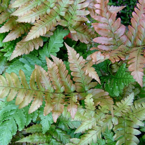 Fougère Dryopteris Erythrosora - Le pot de 2 litres