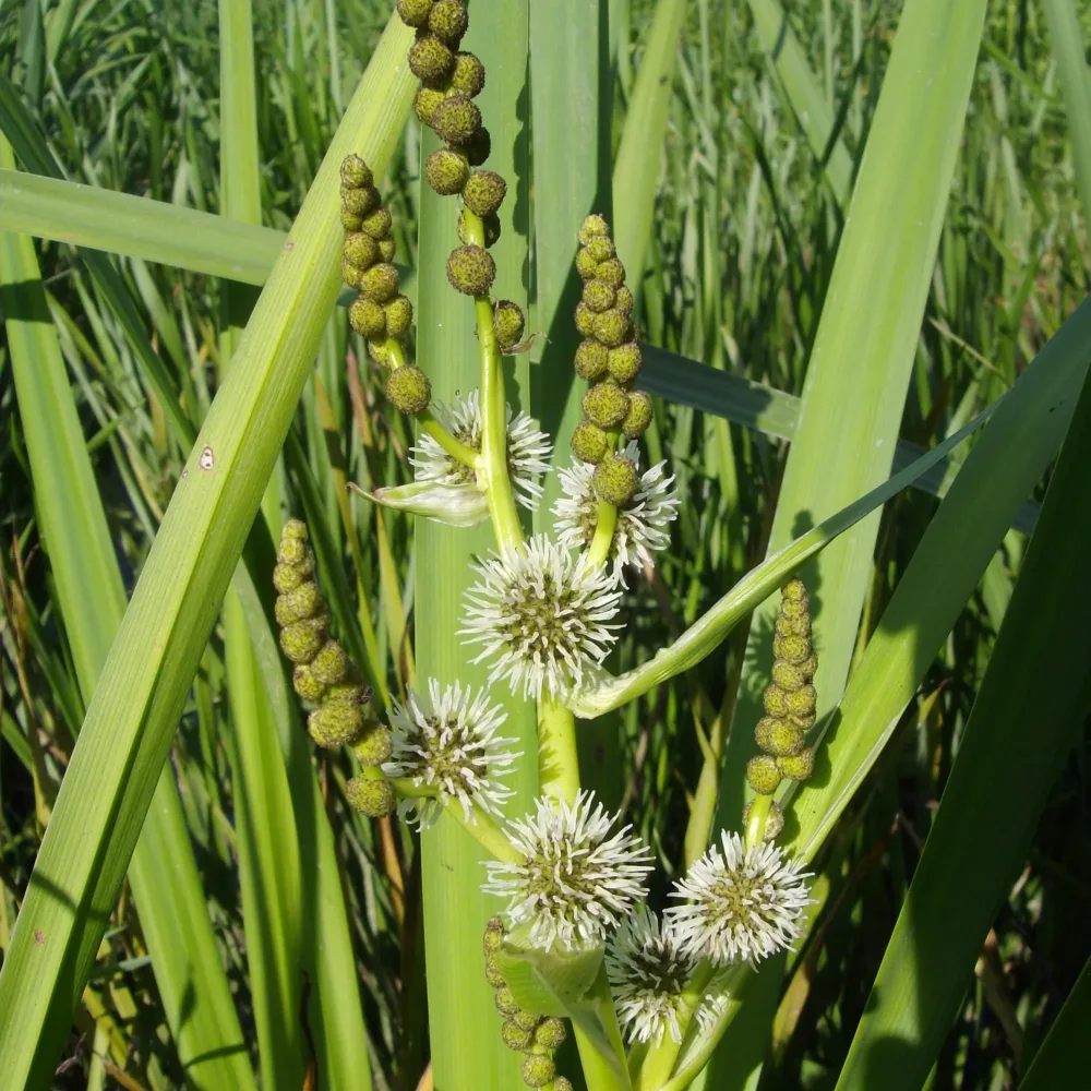 Rubanier d'eau Sparganium erectum