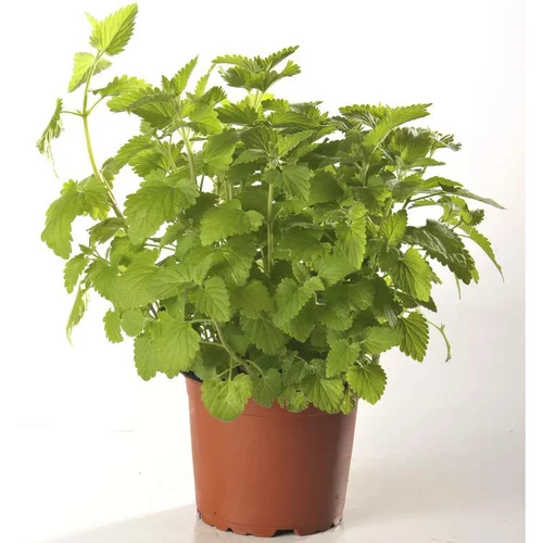 Plante Amie Des Animaux Nepeta Bio. Le pot de diamètre 11 cm