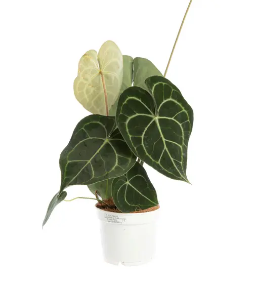 Anthurium Clarinervium vert. Le pot Ø 17 cm