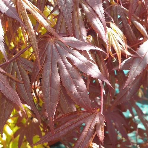 Érable du Japon Acer Palmatum Rouge rouge. Le pot de 15 litres