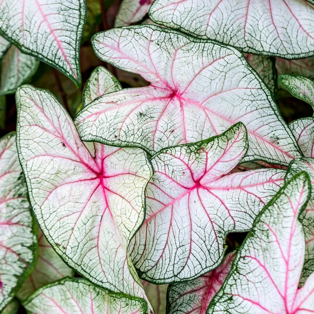 Caladium Fantasy Caladium x hortulanum Fantasy