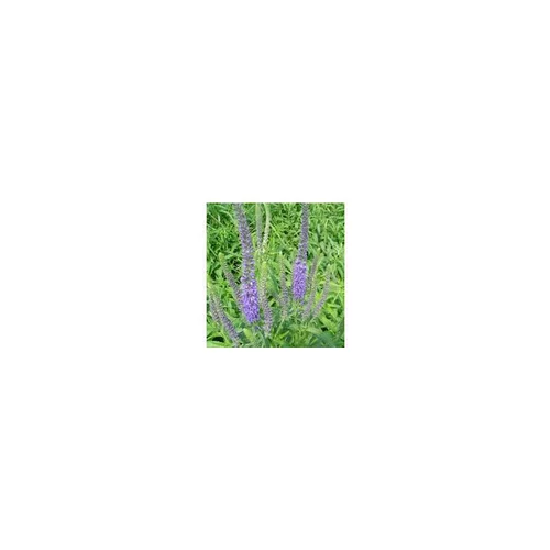 Veronica Spicata - Le pot de 3 litres