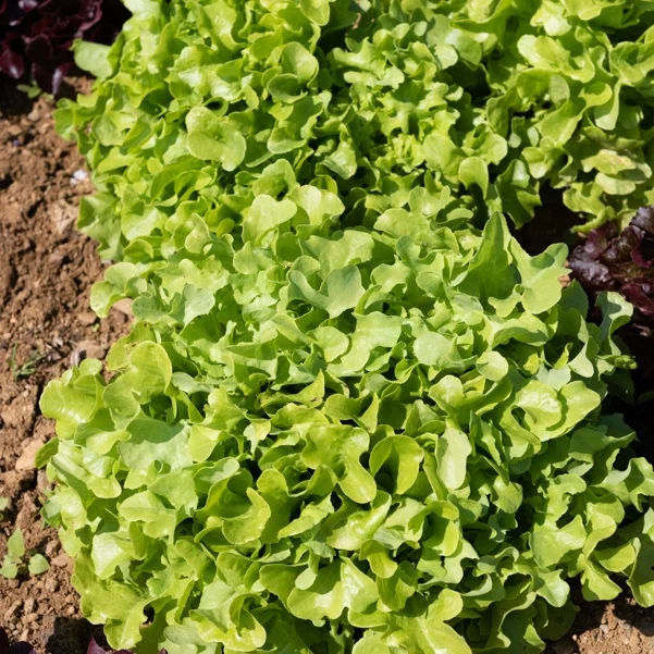 6 Plants de Laitue à feuilles de chêne blonde Lactuca sativa 'chêne blonde'