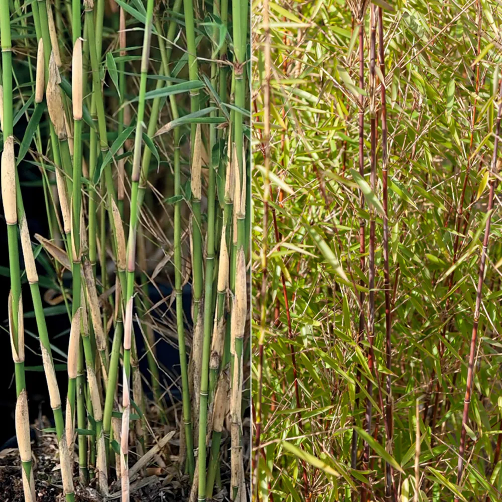 Collection de 2 bambous non-traçants Fargesia robusta campbell, fargesia scabrida asian wonder