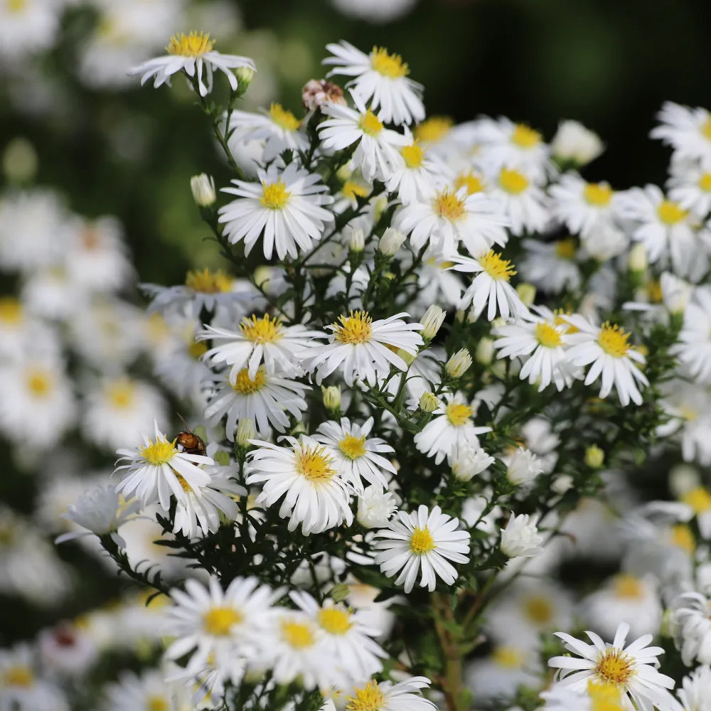 Aster nain Snowsprite Aster dumosus schneekissen